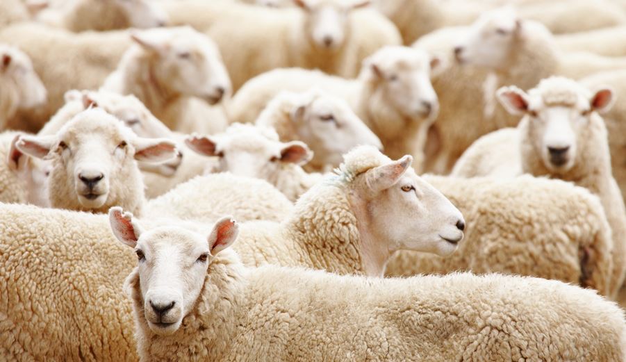2 Men Caught Stealing 88 Sheep in Eastern Cape