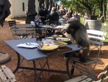 VIDEO: Baboon Drops in for Spaghetti at Groot Constantia Cafe