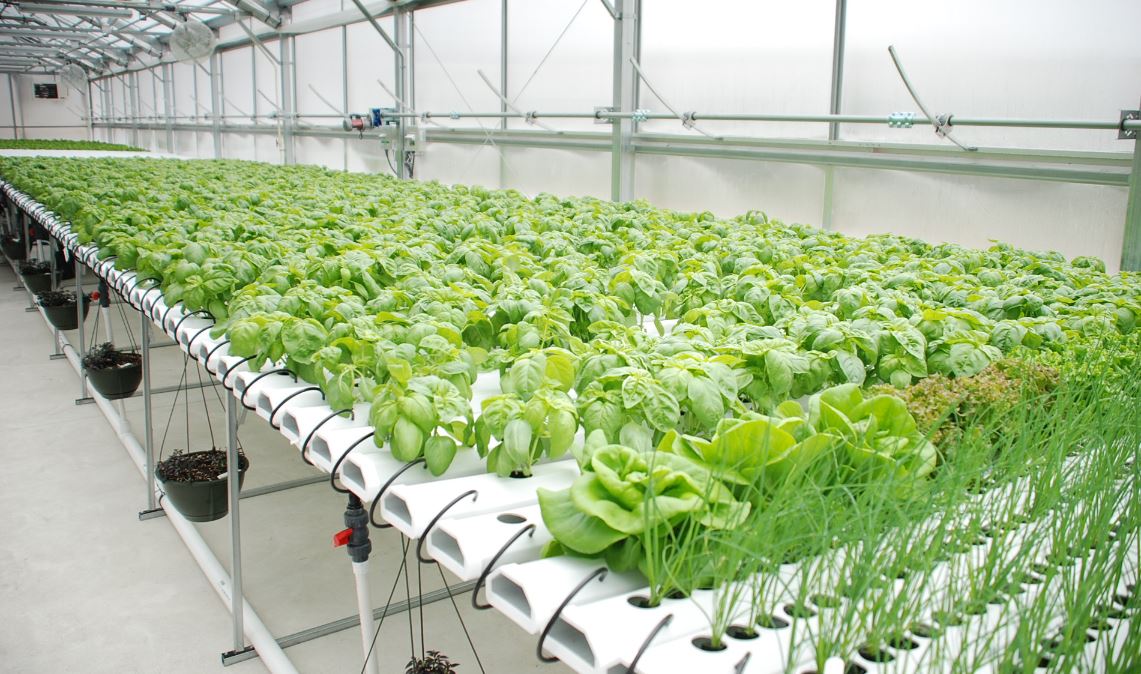 Hydroponics in South Africa