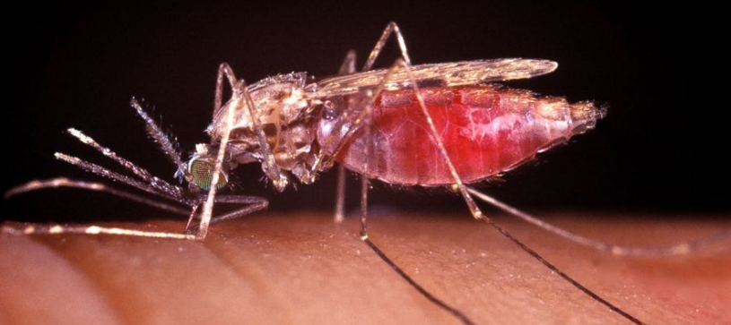 SA Research Team Makes Significant Strides In Stopping Malaria Spread