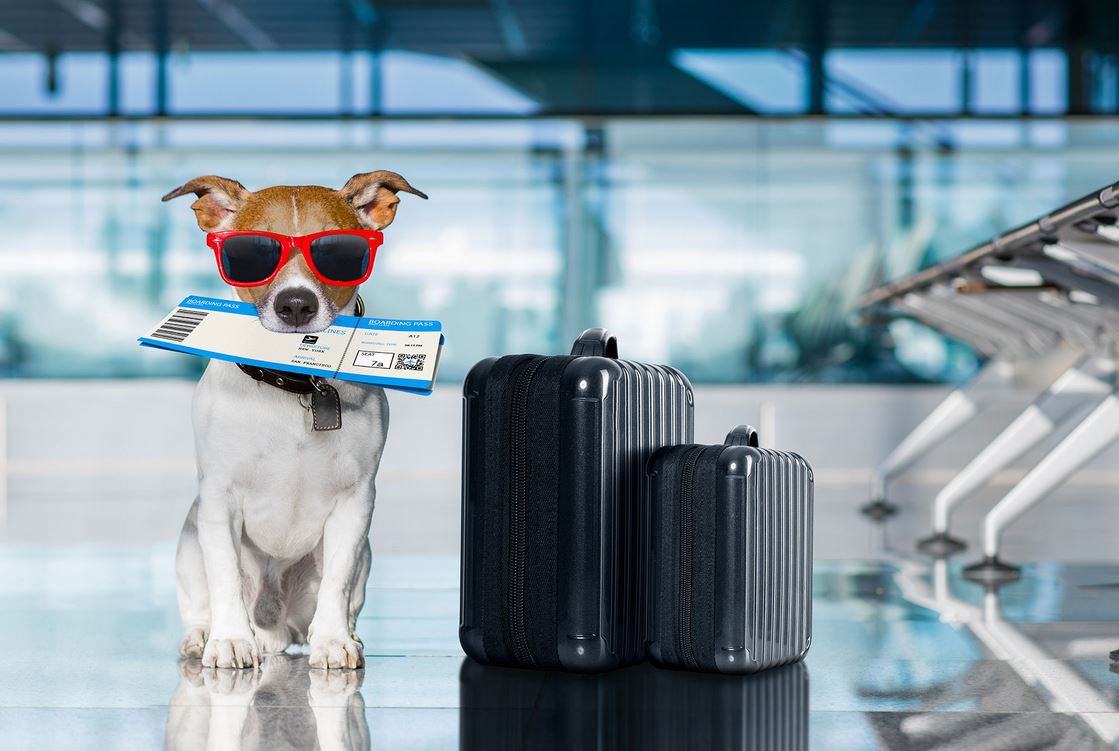 Travelling With Pets To South Africa.. Everything You Need To Know