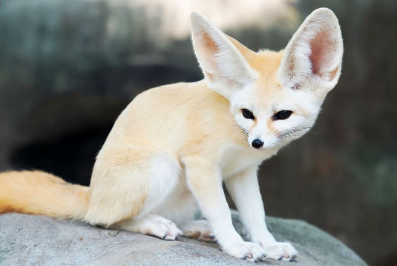 fennec fox exotic pet south africa